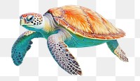 PNG Sea turtle reptile drawing animal. 