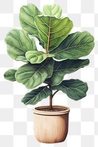 PNG Plant leaf tree  