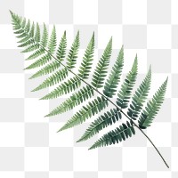 PNG Fern plant leaf  