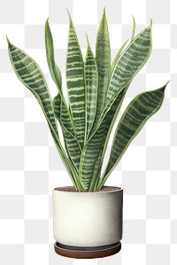 PNG Snake plant leaf vase  