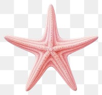 PNG Marine starfish red  