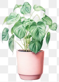 PNG Plant leaf white background houseplant. 