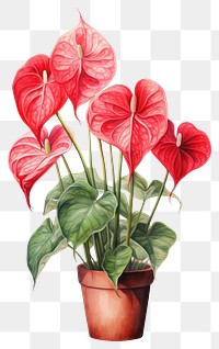 PNG Plant anthurium flower red. 