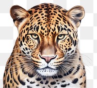 PNG Jaguar wildlife leopard animal. 