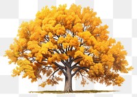 PNG Oak tree autumn plant maple. AI generated Image by rawpixel.