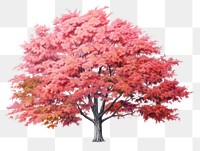 PNG Maple tree plant white background tranquility. AI generated Image by rawpixel.