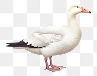 PNG Snow goose animal white bird. 