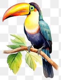 PNG Toucan perched animal bird beak. 