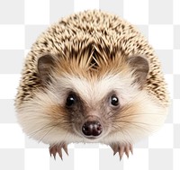 PNG Cute Hedgehog hedgehog porcupine animal. 