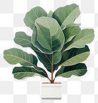 PNG Fiddle-leaf fig houseplant tree spinach blossom. 