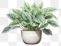 PNG Houseplant leaf white background freshness. 