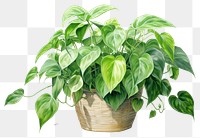 PNG Houseplant green leaf flowerpot. AI generated Image by rawpixel.