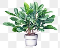 PNG Houseplant leaf white background freshness. 