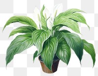 PNG Houseplant green leaf  