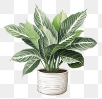 PNG Houseplant leaf white background freshness. 