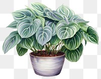 PNG Houseplant leaf freshness flowerpot. AI generated Image by rawpixel.