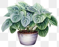 PNG Houseplant leaf freshness flowerpot. 