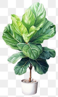 PNG Houseplant leaf tree  