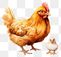 PNG Chicken poultry animal bird. 