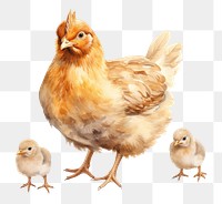 PNG Chicken poultry animal bird. 