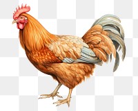 PNG Chicken poultry animal bird. 