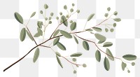 PNG Eucalyptus sketch plant leaf. AI generated Image by rawpixel.