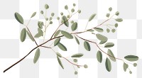 PNG Eucalyptus sketch plant leaf. 