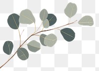 PNG Eucalyptus backgrounds plant leaf. AI generated Image by rawpixel.