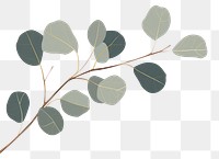 PNG Eucalyptus backgrounds plant leaf. 