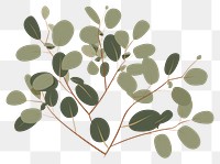 PNG Eucalyptus pattern plant leaf. AI generated Image by rawpixel.