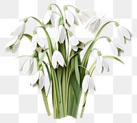 PNG Snowdrops flower petal plant. 