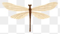 PNG Simple dragonfly insect animal  