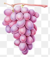 PNG Fruit grapes plant food. 