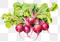 PNG Vegetable radish plant food. 