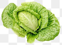 PNG Vegetable lettuce plant food. 