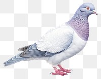 PNG Pigeon animal bird  