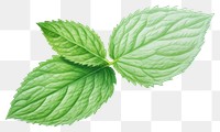 PNG Mint leaf plant herbs  