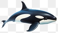 PNG Animal mammal whale shark. AI generated Image by rawpixel.