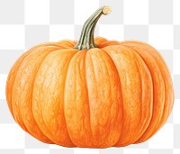 PNG Halloween pumpkin vegetable drawing squash. 