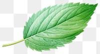 PNG Isolated mint leaf plant herbs  