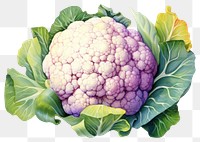 PNG Cauliflower vegetable plant food. 