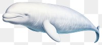 PNG Beluga whale animal mammal white. AI generated Image by rawpixel.