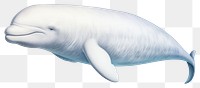 PNG Beluga whale animal mammal white. 