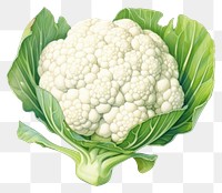 PNG Cauliflower vegetable plant food. AI generated Image by rawpixel.