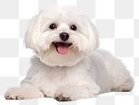 PNG Maltese dog mammal animal puppy. 