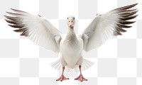 PNG Snow goose animal white bird. 