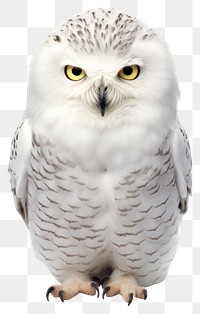 PNG Snowy owl animal white bird. 