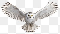 PNG Snowy owl animal white bird. AI generated Image by rawpixel.