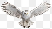 PNG Snowy owl animal white bird.