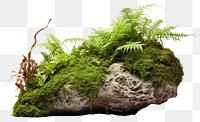 PNG Rock moss plant green. 